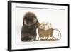 Lionhead-Cross Rabbit Pushing Two Young Guinea Pigs in a Wicker Toy Sledge-Mark Taylor-Framed Photographic Print