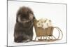 Lionhead-Cross Rabbit Pushing Two Young Guinea Pigs in a Wicker Toy Sledge-Mark Taylor-Mounted Photographic Print