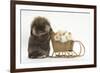 Lionhead-Cross Rabbit Pushing Two Young Guinea Pigs in a Wicker Toy Sledge-Mark Taylor-Framed Photographic Print