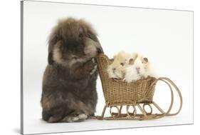 Lionhead-Cross Rabbit Pushing Two Young Guinea Pigs in a Wicker Toy Sledge-Mark Taylor-Stretched Canvas