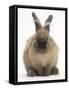 Lionhead-Cross Rabbit Resting Portrait-Mark Taylor-Framed Stretched Canvas