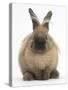 Lionhead-Cross Rabbit Resting Portrait-Mark Taylor-Stretched Canvas