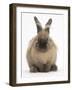 Lionhead-Cross Rabbit Resting Portrait-Mark Taylor-Framed Photographic Print