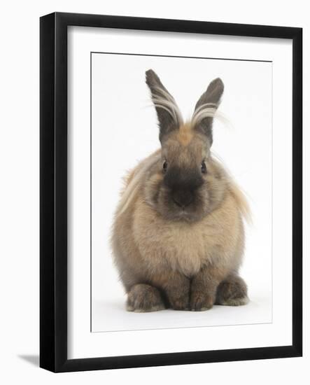 Lionhead-Cross Rabbit Resting Portrait-Mark Taylor-Framed Photographic Print
