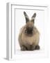 Lionhead-Cross Rabbit Resting Portrait-Mark Taylor-Framed Photographic Print