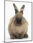 Lionhead-Cross Rabbit Resting Portrait-Mark Taylor-Mounted Photographic Print