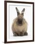 Lionhead-Cross Rabbit Resting Portrait-Mark Taylor-Framed Photographic Print