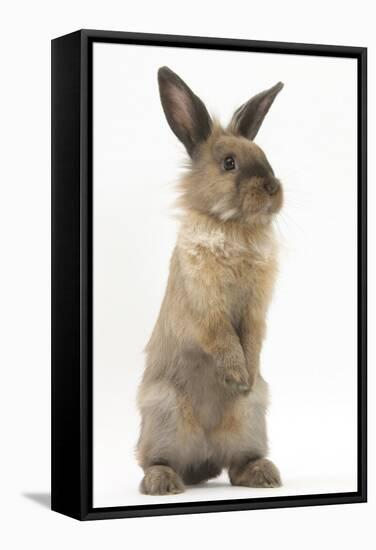 Lionhead-Cross Rabbit Sitting Up on its Haunches-Mark Taylor-Framed Stretched Canvas