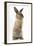 Lionhead-Cross Rabbit Sitting Up on its Haunches-Mark Taylor-Framed Premium Photographic Print