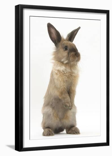 Lionhead-Cross Rabbit Sitting Up on its Haunches-Mark Taylor-Framed Premium Photographic Print
