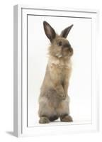 Lionhead-Cross Rabbit Sitting Up on its Haunches-Mark Taylor-Framed Premium Photographic Print