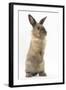 Lionhead-Cross Rabbit Sitting Up on its Haunches-Mark Taylor-Framed Premium Photographic Print