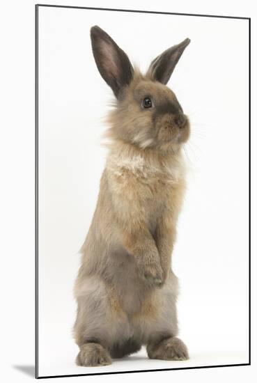 Lionhead-Cross Rabbit Sitting Up on its Haunches-Mark Taylor-Mounted Premium Photographic Print