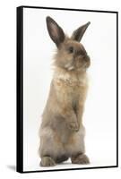 Lionhead-Cross Rabbit Sitting Up on its Haunches-Mark Taylor-Framed Stretched Canvas