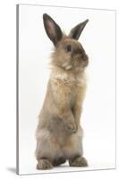 Lionhead-Cross Rabbit Sitting Up on its Haunches-Mark Taylor-Stretched Canvas