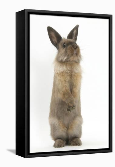 Lionhead-Cross Rabbit Sitting Up on its Haunches-Mark Taylor-Framed Stretched Canvas