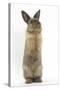 Lionhead-Cross Rabbit Sitting Up on its Haunches-Mark Taylor-Stretched Canvas