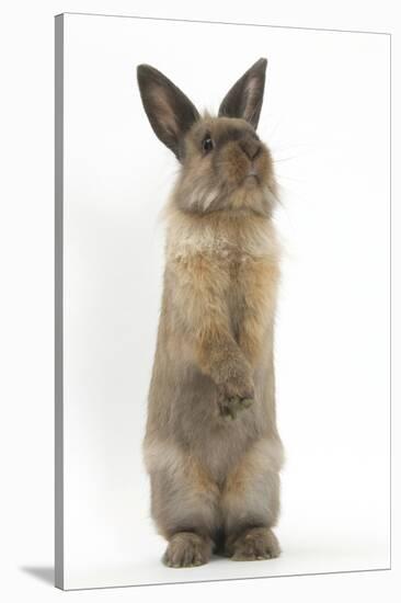 Lionhead-Cross Rabbit Sitting Up on its Haunches-Mark Taylor-Stretched Canvas