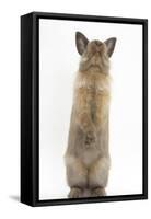 Lionhead-Cross Rabbit Sitting Up on its Haunches-Mark Taylor-Framed Stretched Canvas