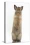 Lionhead-Cross Rabbit Sitting Up on its Haunches-Mark Taylor-Stretched Canvas