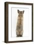 Lionhead-Cross Rabbit Sitting Up on its Haunches-Mark Taylor-Framed Photographic Print