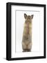 Lionhead-Cross Rabbit Sitting Up on its Haunches-Mark Taylor-Framed Photographic Print