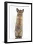 Lionhead-Cross Rabbit Sitting Up on its Haunches-Mark Taylor-Framed Photographic Print