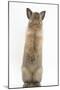 Lionhead-Cross Rabbit Sitting Up on its Haunches-Mark Taylor-Mounted Photographic Print