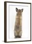 Lionhead-Cross Rabbit Sitting Up on its Haunches-Mark Taylor-Framed Photographic Print