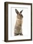 Lionhead-Cross Rabbit Sitting Up on its Haunches-Mark Taylor-Framed Photographic Print