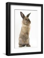 Lionhead-Cross Rabbit Sitting Up on its Haunches-Mark Taylor-Framed Photographic Print