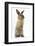 Lionhead-Cross Rabbit Sitting Up on its Haunches-Mark Taylor-Framed Photographic Print