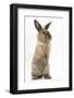 Lionhead-Cross Rabbit Sitting Up on its Haunches-Mark Taylor-Framed Photographic Print