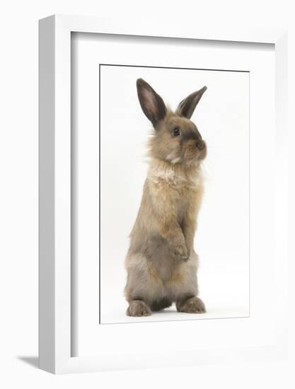 Lionhead-Cross Rabbit Sitting Up on its Haunches-Mark Taylor-Framed Photographic Print