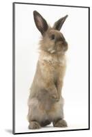 Lionhead-Cross Rabbit Sitting Up on its Haunches-Mark Taylor-Mounted Photographic Print