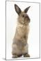 Lionhead-Cross Rabbit Sitting Up on its Haunches-Mark Taylor-Mounted Photographic Print