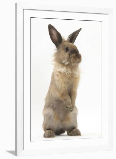 Lionhead-Cross Rabbit Sitting Up on its Haunches-Mark Taylor-Framed Photographic Print