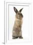 Lionhead-Cross Rabbit Sitting Up on its Haunches-Mark Taylor-Framed Photographic Print