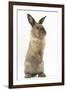 Lionhead-Cross Rabbit Sitting Up on its Haunches-Mark Taylor-Framed Photographic Print