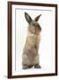 Lionhead-Cross Rabbit Sitting Up on its Haunches-Mark Taylor-Framed Photographic Print