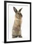 Lionhead-Cross Rabbit Sitting Up on its Haunches-Mark Taylor-Framed Photographic Print