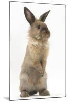 Lionhead-Cross Rabbit Sitting Up on its Haunches-Mark Taylor-Mounted Photographic Print