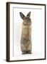 Lionhead-Cross Rabbit Sitting Up on its Haunches-Mark Taylor-Framed Photographic Print