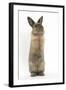 Lionhead-Cross Rabbit Sitting Up on its Haunches-Mark Taylor-Framed Photographic Print