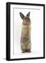 Lionhead-Cross Rabbit Sitting Up on its Haunches-Mark Taylor-Framed Photographic Print