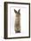 Lionhead-Cross Rabbit Sitting Up on its Haunches-Mark Taylor-Framed Photographic Print