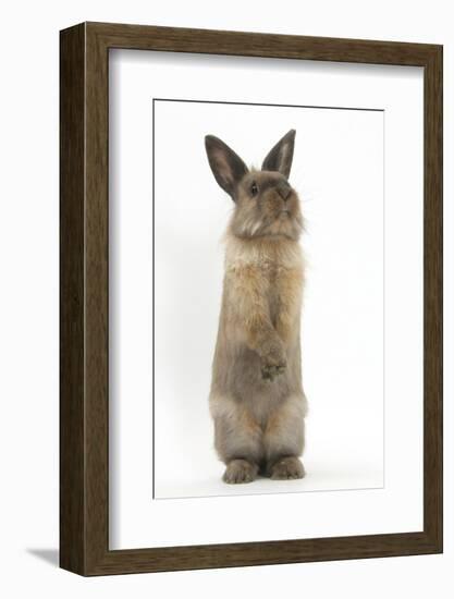 Lionhead-Cross Rabbit Sitting Up on its Haunches-Mark Taylor-Framed Photographic Print