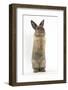 Lionhead-Cross Rabbit Sitting Up on its Haunches-Mark Taylor-Framed Photographic Print