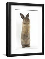 Lionhead-Cross Rabbit Sitting Up on its Haunches-Mark Taylor-Framed Photographic Print