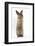 Lionhead-Cross Rabbit Sitting Up on its Haunches-Mark Taylor-Framed Photographic Print